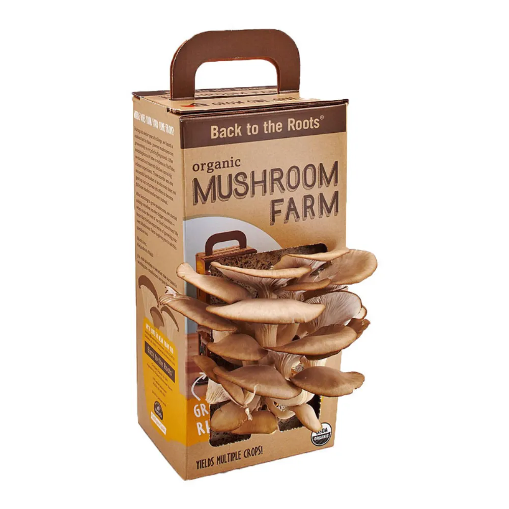 mushroom growing box